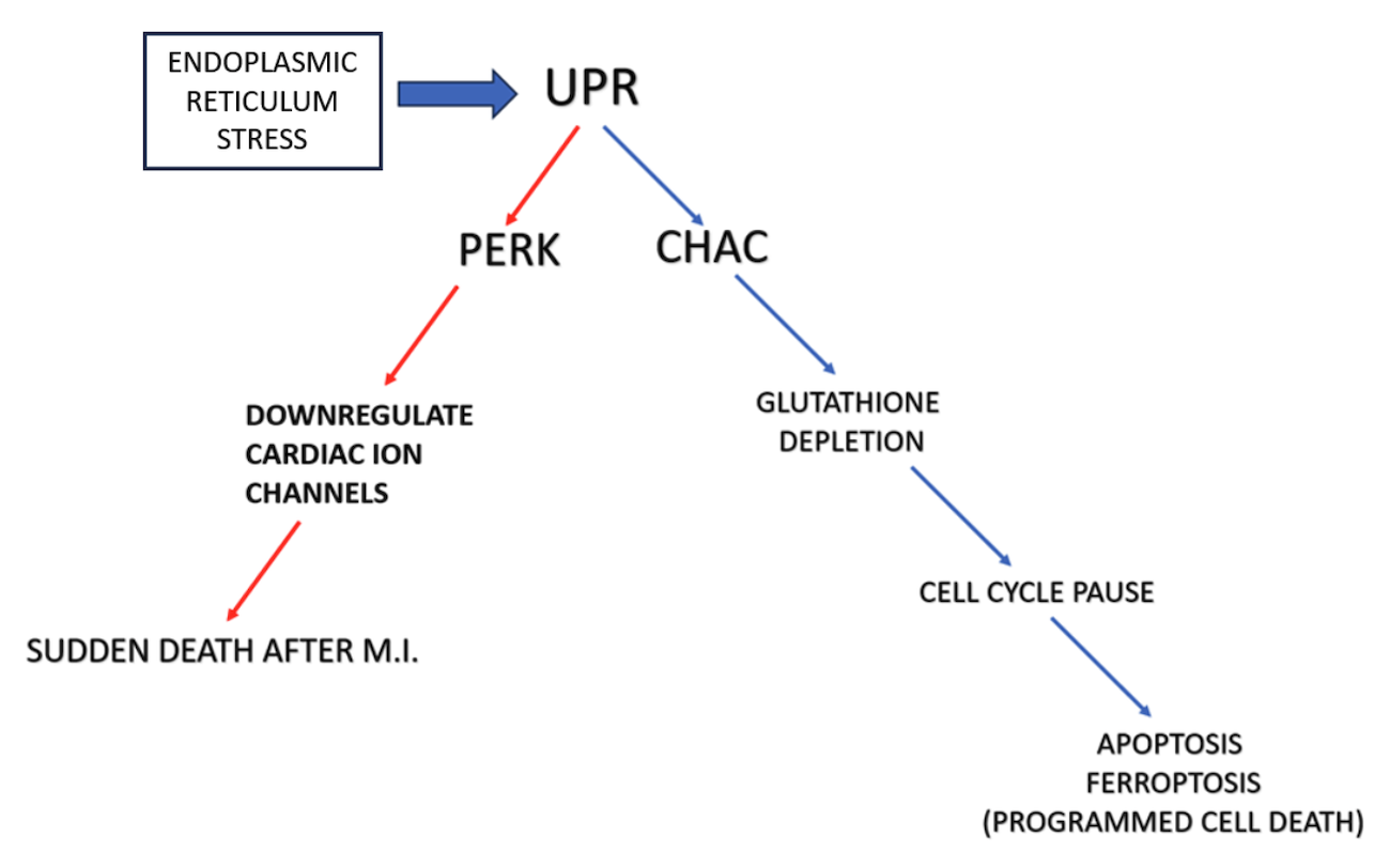 UPR